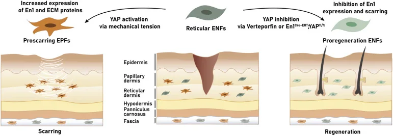Esquema de la plasticidad de los fibroblastos entre cicatrización y regeneración mediada por tensión mecánica.