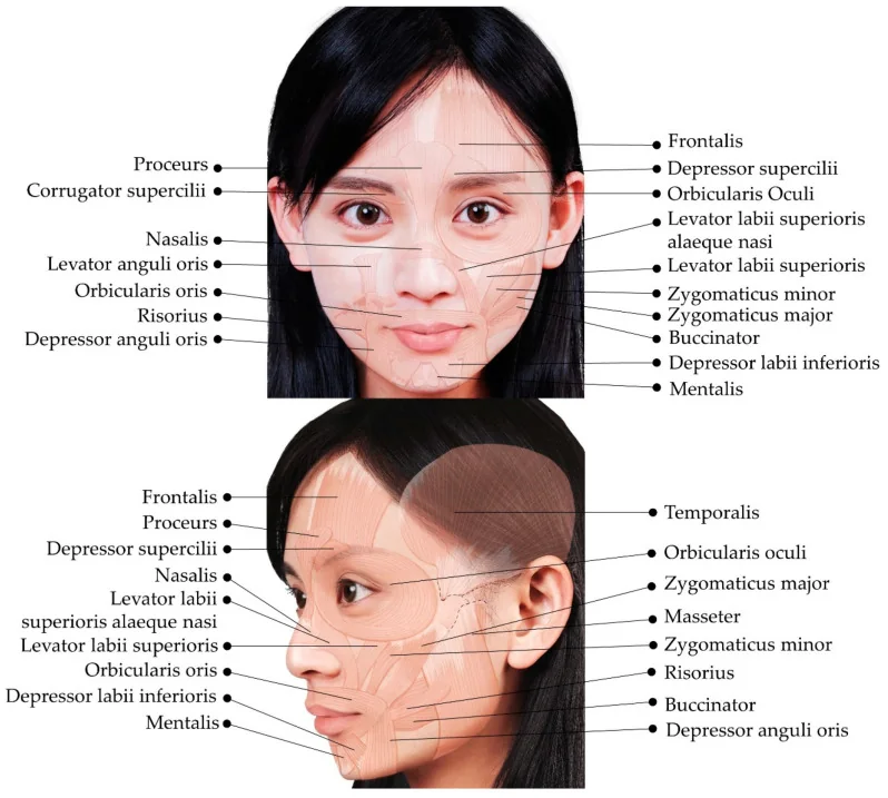 Ilustración de los músculos de la mímica facial etiquetados, en vista frontal y lateral.
